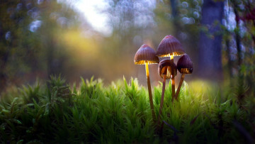 Картинка природа грибы грибная семейка