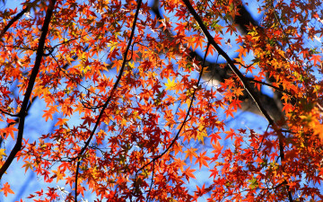 Картинка природа деревья осень дерево небо