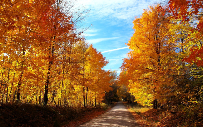 Обои картинки фото природа, дороги, лес, осень, деревья, дорога