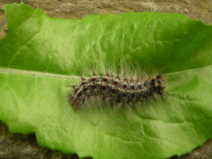 Картинка чем не корова животные гусеницы