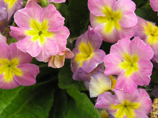 Картинка цветы примулы