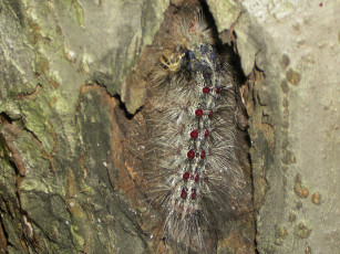 Картинка корова животные гусеницы