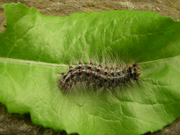 Обои картинки фото чем, не, корова, животные, гусеницы