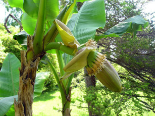 Картинка цветы