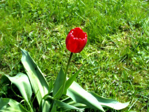 Картинка цветы тюльпаны