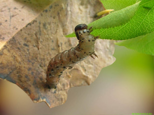 Картинка животные гусеницы