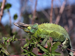 Картинка животные хамелеоны
