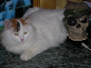 Картинка животные коты