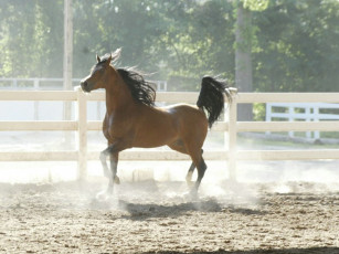 Картинка животные лошади