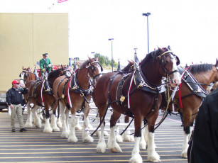 Картинка животные лошади