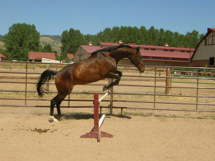 Картинка животные лошади