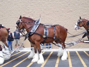 Картинка животные лошади