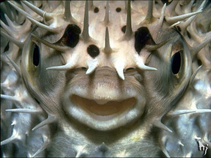 Картинка животные морская фауна