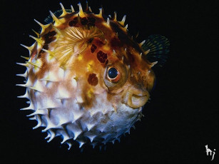 Картинка животные морская фауна