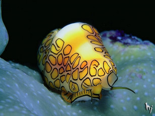 Картинка животные морская фауна