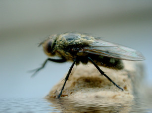 Картинка животные насекомые