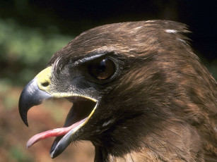 Картинка животные птицы хищники