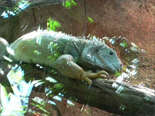 Картинка животные Ящерицы игуаны вараны