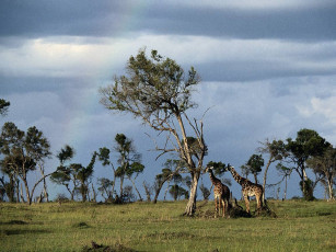 Картинка животные жирафы