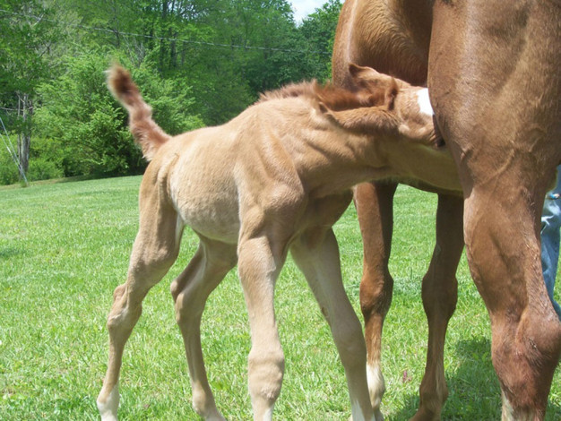 Обои картинки фото животные, лошади