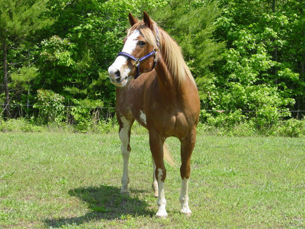 Обои картинки фото животные, лошади