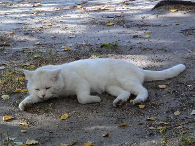 Обои картинки фото котя, на, отдыхе, животные, коты