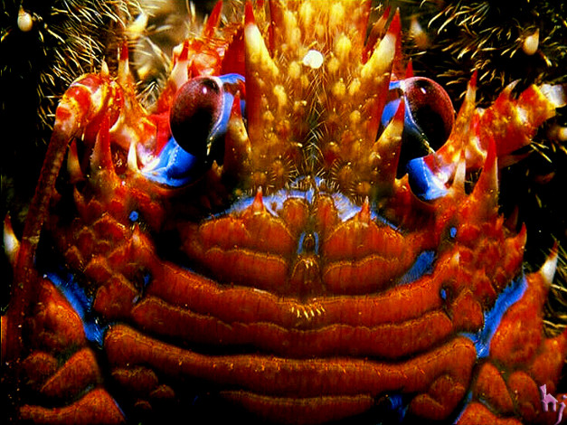 Обои картинки фото животные, крабы, раки