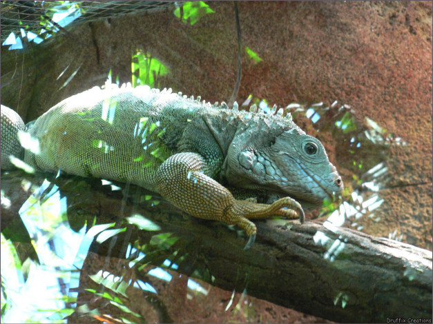 Обои картинки фото животные, Ящерицы, игуаны, вараны