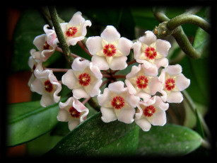 Картинка цветы цветущие деревья кустарники