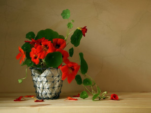 Картинка katrjunja настурция цветы настурции