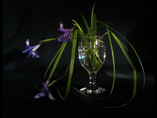 обоя martysha, роняя, кукушкины, слезки, цветы, ирисы