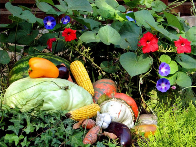 Обои картинки фото lilit10, случайный, осенний, натюрморт, еда, овощи