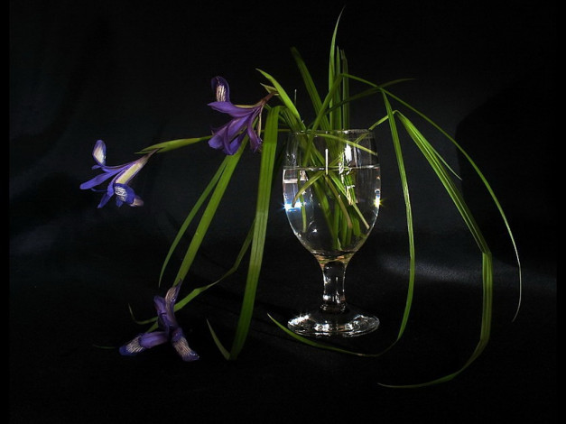 Обои картинки фото martysha, роняя, кукушкины, слезки, цветы, ирисы