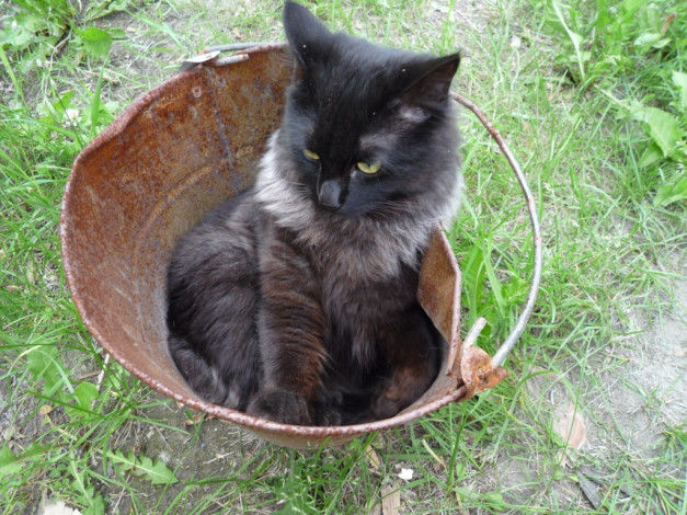 Обои картинки фото животные, коты