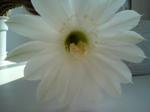 обоя кактус, цветет, цветы, кактусы