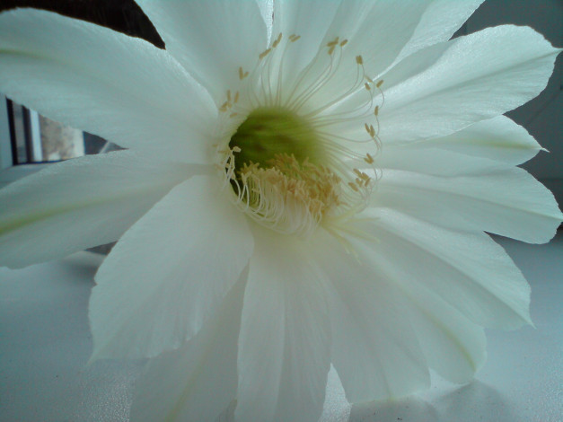 Обои картинки фото кактус, цветет, цветы, кактусы