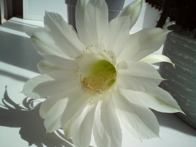 Обои картинки фото кактус, цветет, цветы, кактусы