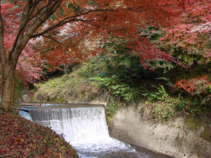 Картинка природа водопады деревья вода