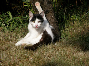 Картинка животные коты cat