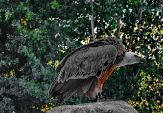 Картинка животные птицы хищники отдых взгляд