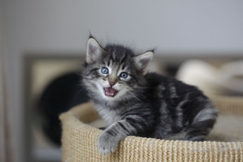 Картинка животные коты котенок