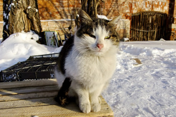 Картинка животные коты cat