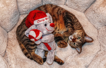 Картинка животные коты cat