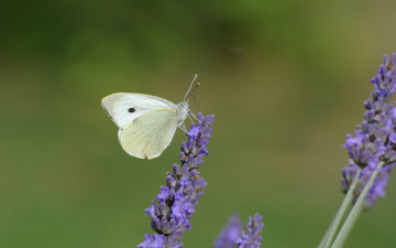 Картинка животные бабочки цветок фон