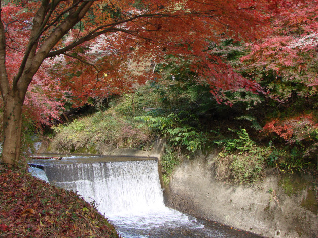 Обои картинки фото природа, водопады, деревья, вода