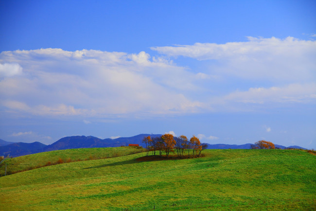 Обои картинки фото природа, поля, облака, деревья