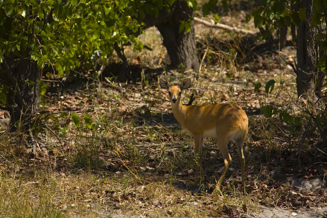 Обои картинки фото животные, антилопы, деревья, трава