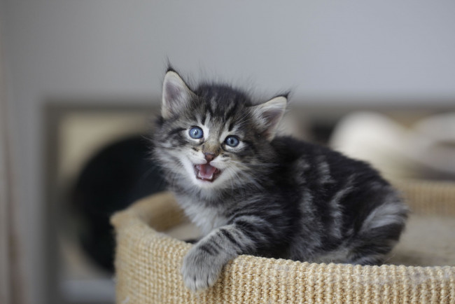 Обои картинки фото животные, коты, котенок