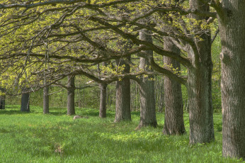 Картинка природа деревья лето