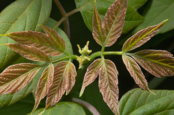 Картинка природа листья ветка